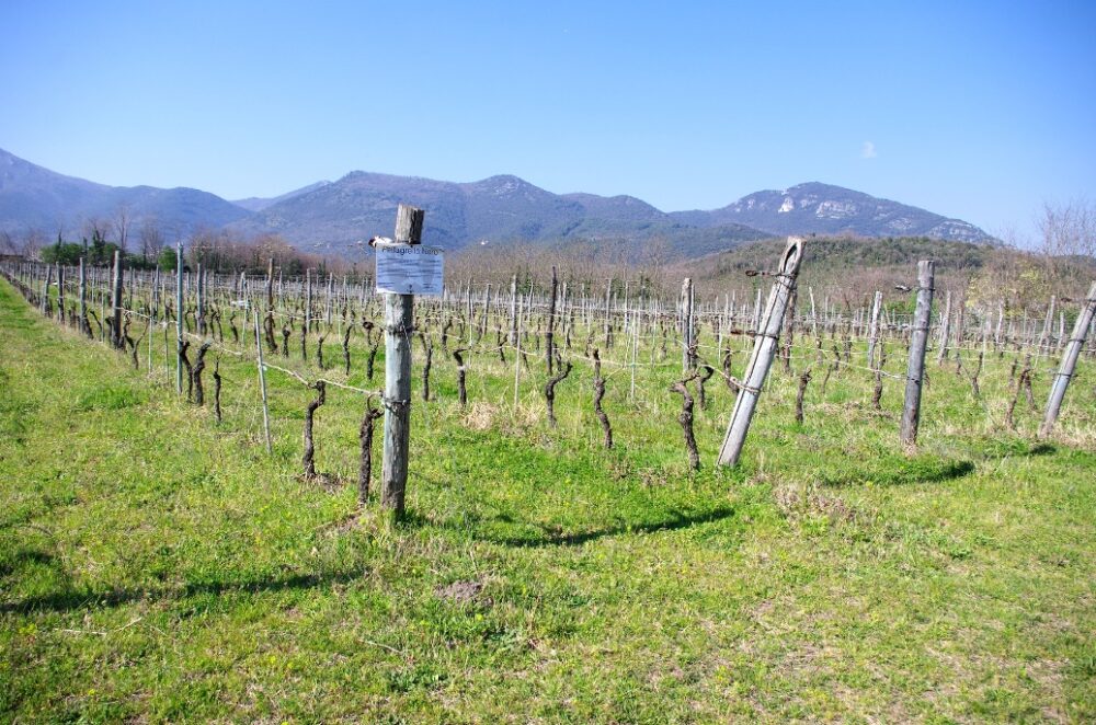 Vigneto di Pallagrello Nero