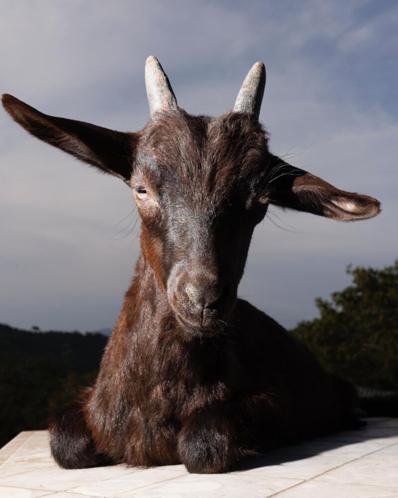 capra nera di tenuta principe mazzacane