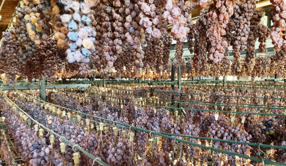 erbaluce appassimento