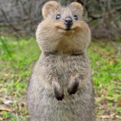 quokka