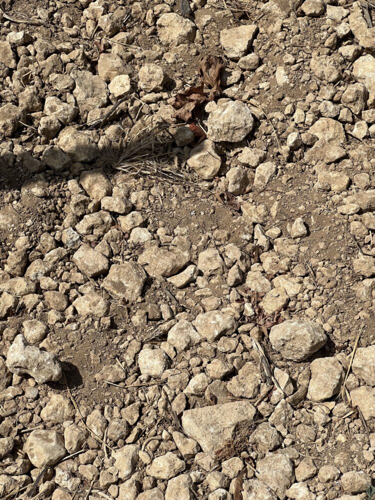 Suolo con rocce calcaree