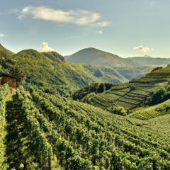 CEMBRA Cantina di Montagna - Vigne