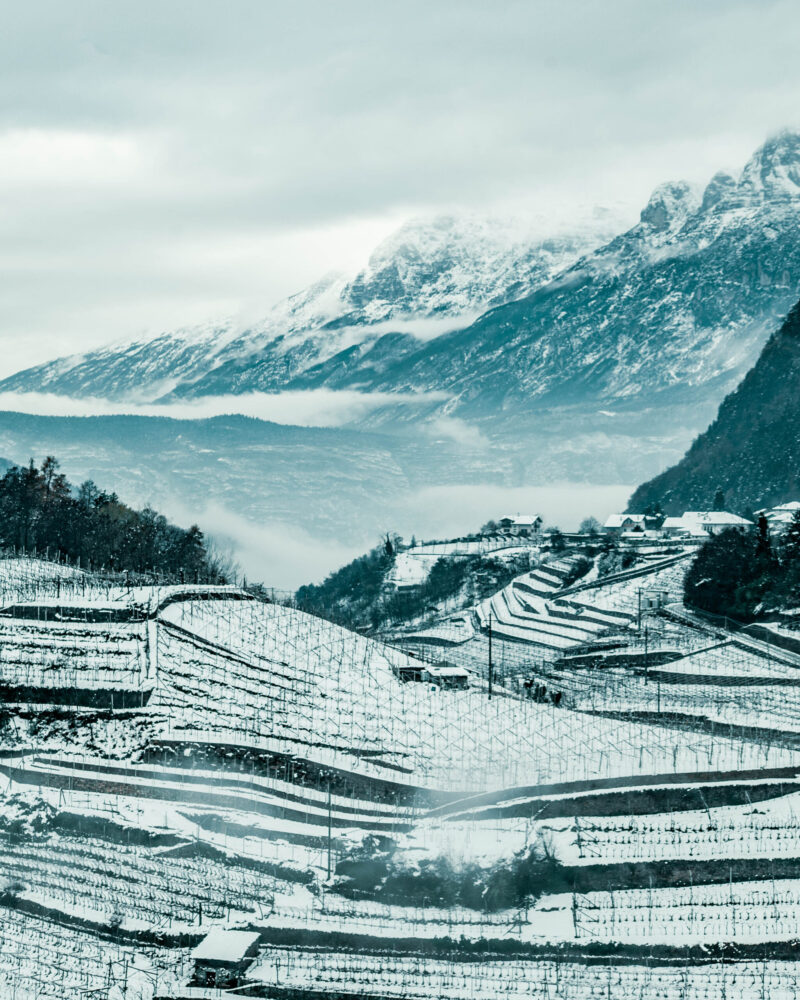 CEMBRA Cantina di Montagna_Vigne in inverno