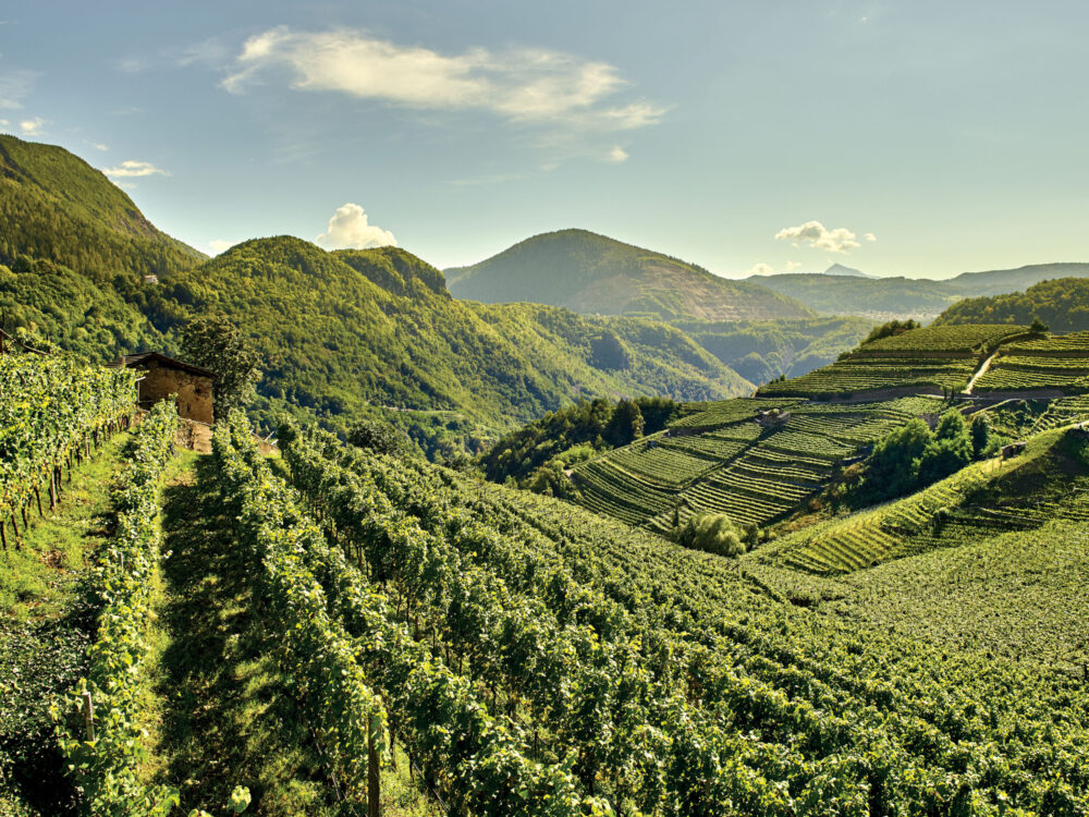 CEMBRA Cantina di Montagna - Vigne