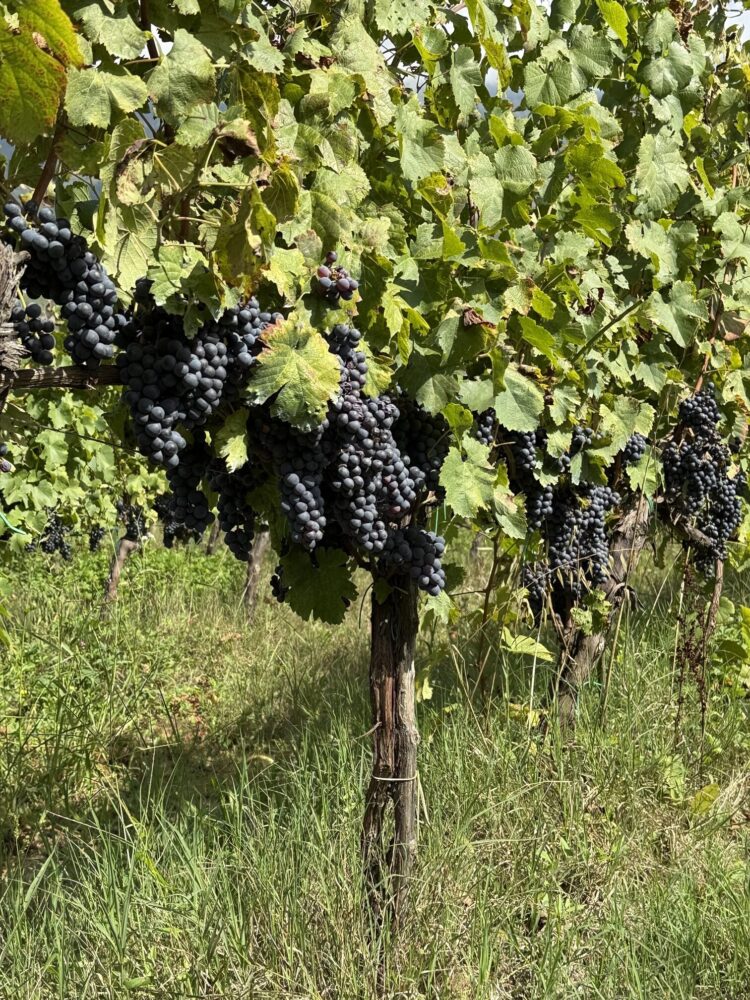 Casale VerdeLuna - Cesanese del Piglio