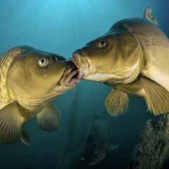 Il pesce al bacio