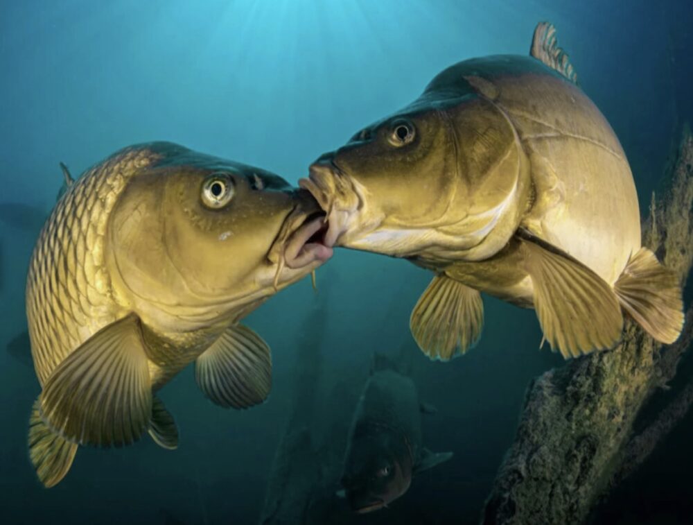 Il pesce al bacio