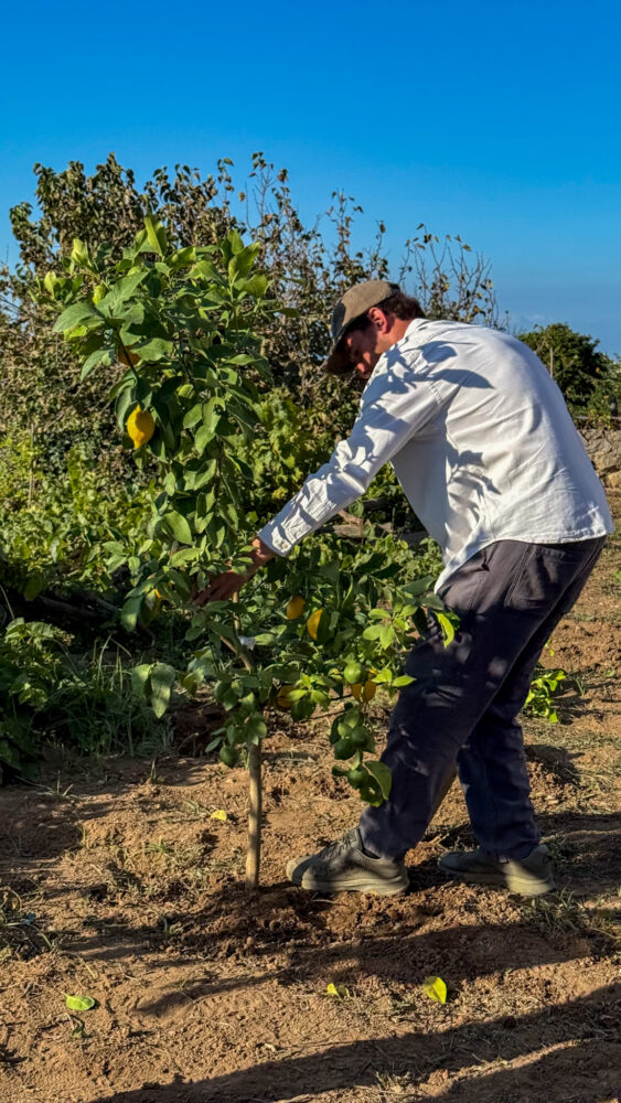 Sapling, Ed che pianta gli agrumi