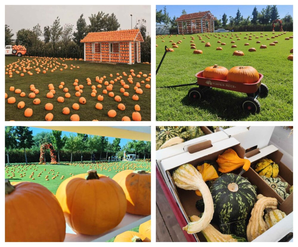 Zucche e allestimenti