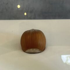 nocciole tonda di Giffoni