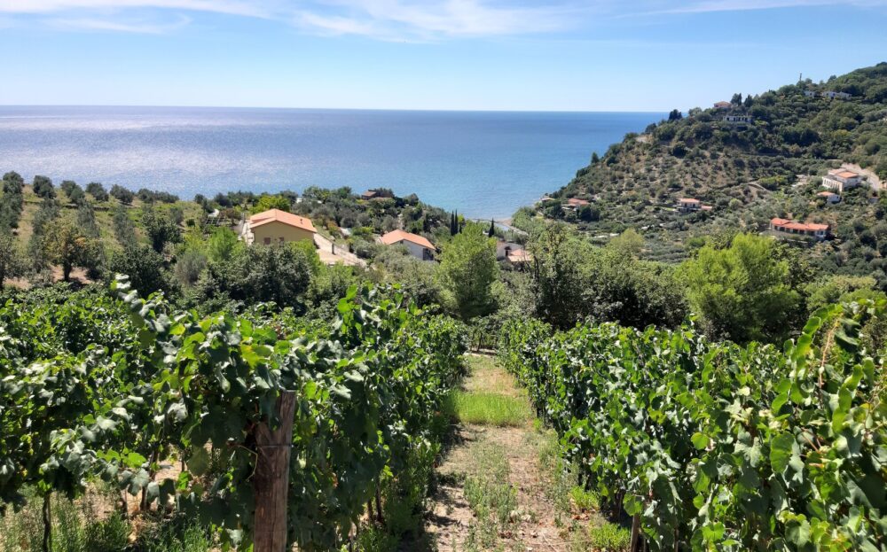 panorama vigna fiano pioppi