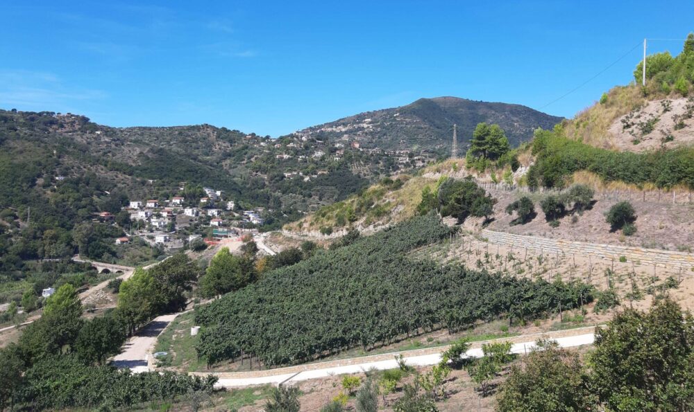 vigna fiano lesche pioppi