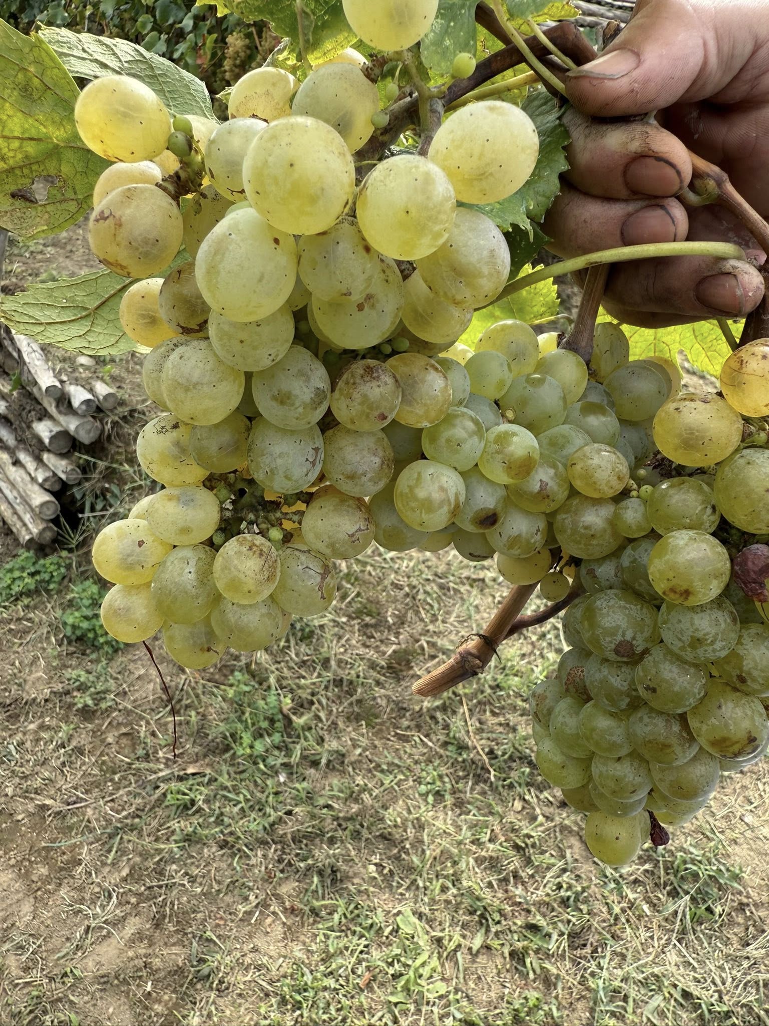 Levante, Vitigno di Procida