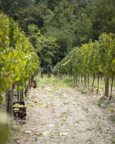 I vigneti di alta quota