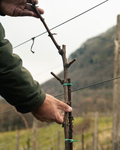 Il modellamento della pianta