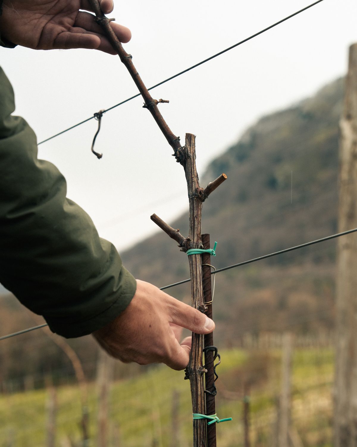 Il modellamento della pianta